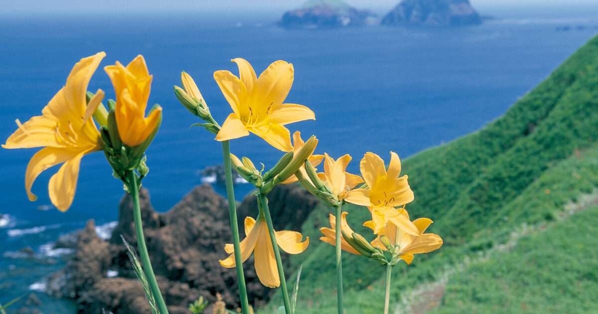 新潟は今日も花盛り 春から夏にかけて見頃の花々 国内 海外旅行予約 旅館 ホテル 個人旅行 団体旅行は新潟トラベル